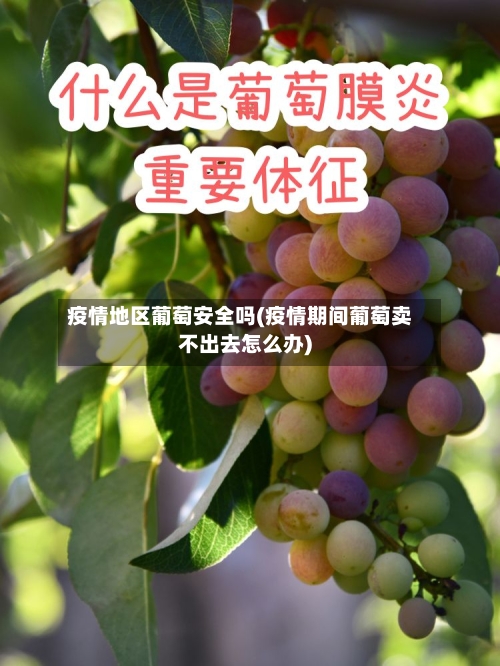 疫情地区葡萄安全吗(疫情期间葡萄卖不出去怎么办)-第3张图片