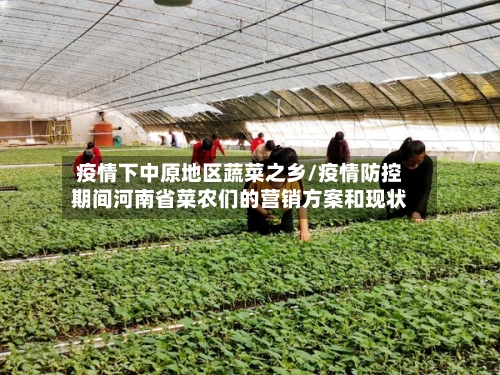 疫情下中原地区蔬菜之乡/疫情防控期间河南省菜农们的营销方案和现状-第2张图片