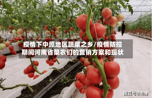 疫情下中原地区蔬菜之乡/疫情防控期间河南省菜农们的营销方案和现状-第1张图片