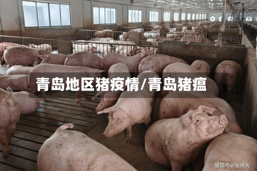 青岛地区猪疫情/青岛猪瘟-第3张图片