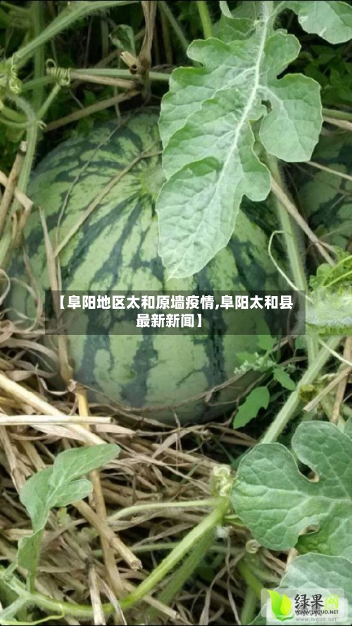 【阜阳地区太和原墙疫情,阜阳太和县最新新闻】