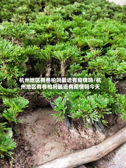 杭州地区有卷柏吗最近有疫情吗/杭州地区有卷柏吗最近有疫情吗今天