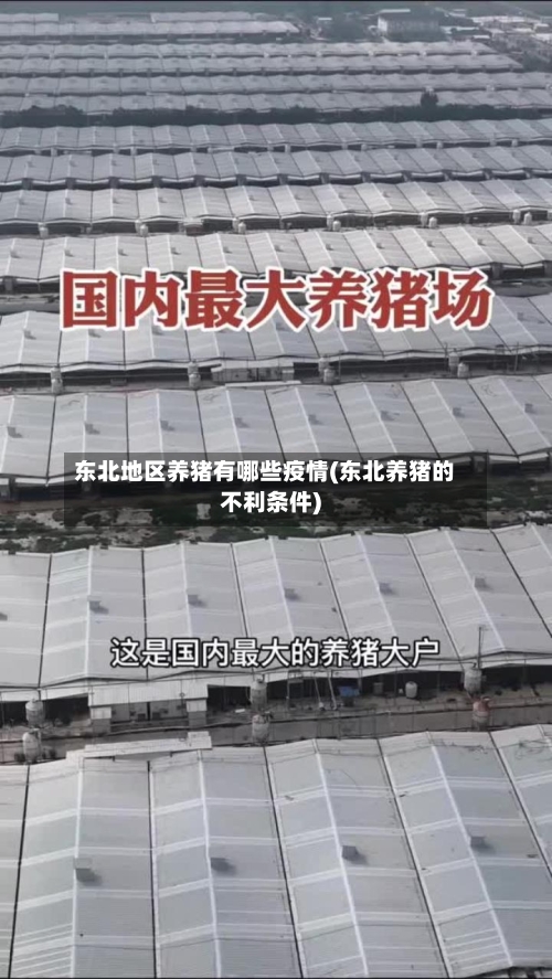 东北地区养猪有哪些疫情(东北养猪的不利条件)-第2张图片