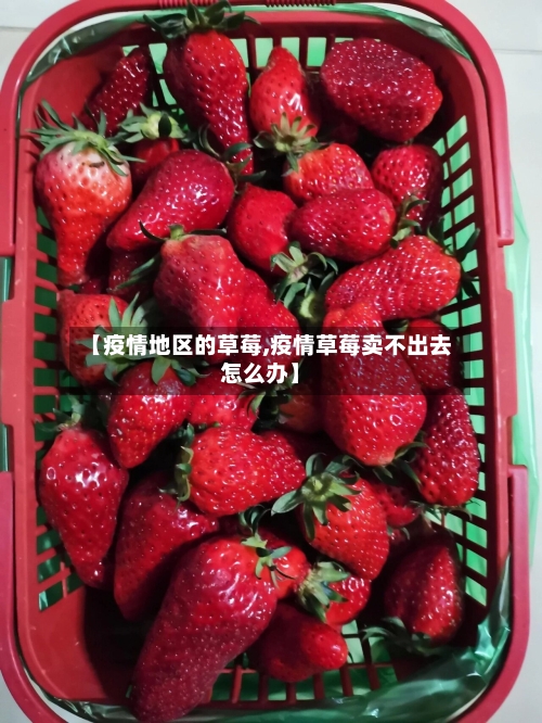 【疫情地区的草莓,疫情草莓卖不出去怎么办】